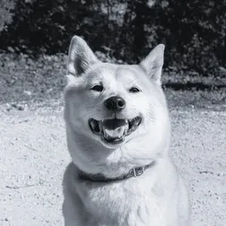 Góré, a shiba inu